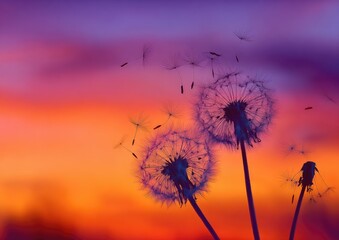 Silhouettes of dandelion seed heads against a vibrant sunset