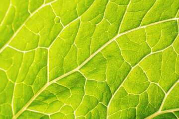 Green leaf against the light background texture