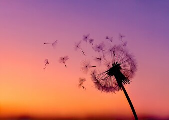 Silhouette dandelion seedhead at sunset