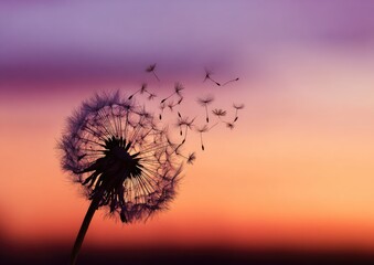 Silhouette of dandelion seed head against a vibrant sunset