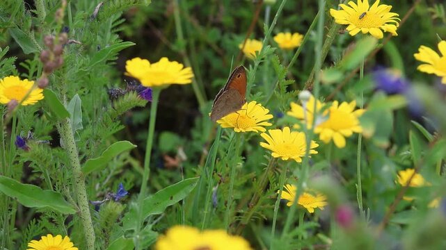 maniola jurtina gatekeeper or meadow brown butterfly on dyers chamomile anthemis tinctoria blossom