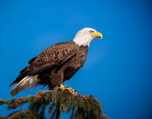 majestic bald eagle perched against a vibrant blue background