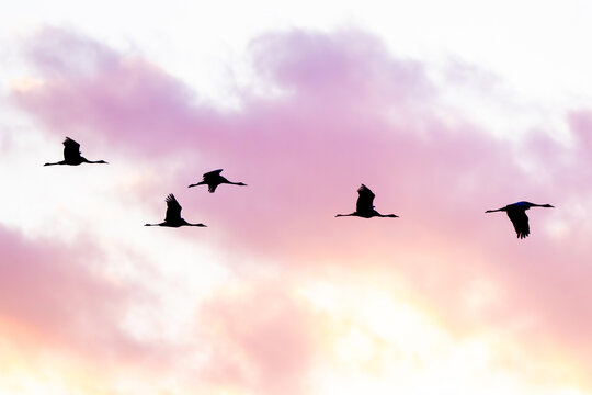 Flock Of Gray Cranes Flying - Powered by Adobe