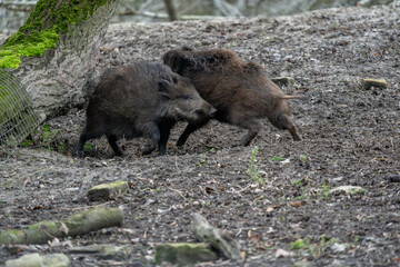 Dynamic Interaction of Two Wild Boars – Playful Fight or Sparring in Natural Woodland Habitat