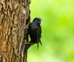 European Starling Feeds Chicks
