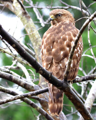 Cooper hawk against blurry background. 