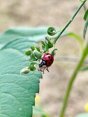 red ladybug on a plant, insects on a twig, small ladybug