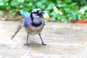 Blue jay blue bird with oversized peanut in beak. 