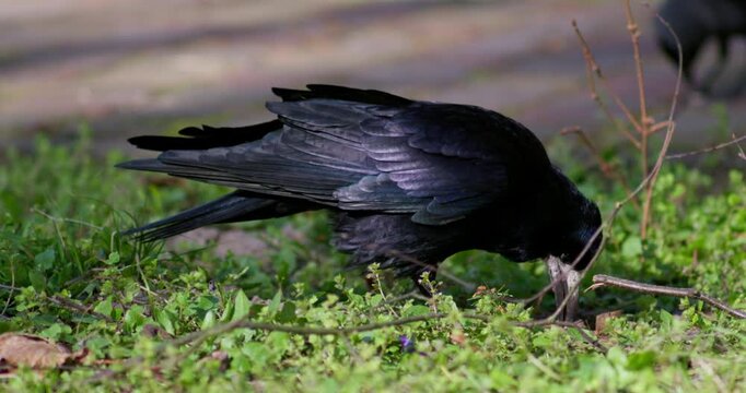 Rook bird eating walnut. Close-up of black bird in city park. Slow motion video in 4k