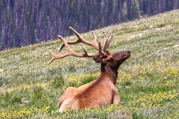 Bull elk laying on hillside in flowery field in mountains. 