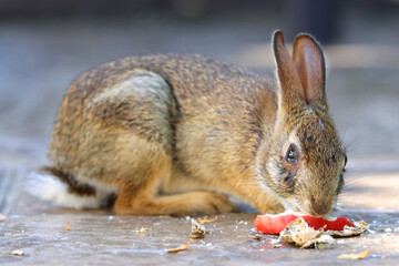Bunny rabbits cottontails in grassy field. 