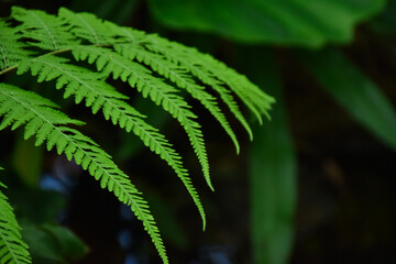 fern leaf in the forest