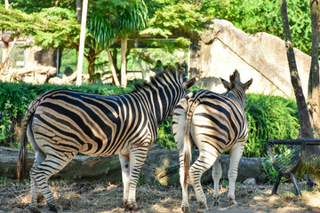 Zebra selective focus with blurred view in the open zoo.