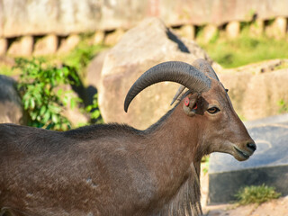 mountain goat on the ground	