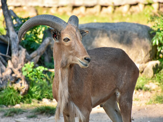 mountain goat on the ground	