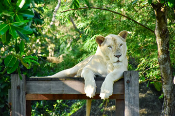 female white lion lying down in zoo