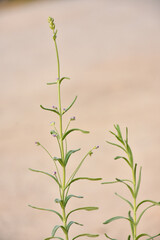 selective focus on lavender leaf on tree in home from using herbal in daily life
