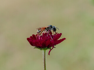 Sandbiene auf Blüte