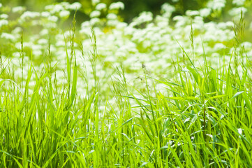 green white background on photo summer meadow with white flowers and green grass