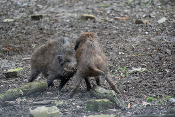 Fototapeta premium Dynamic Interaction of Two Wild Boars – Playful Fight or Sparring in Natural Woodland Habitat