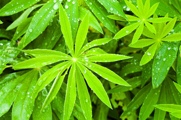 green background, photo of meadow grass leaves in summer with water drops during rain