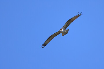 Osprey inflight against deep blue sky. 