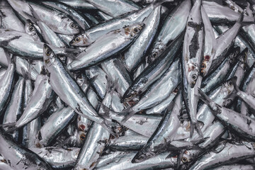 Obraz premium Small size of Sardine, Mackerel, Tuna fish for fish can food factory market, Sea fish for background
