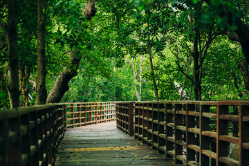 Mangrove forest exploration path walking trail , Wooden walkway bridge into the green forest,