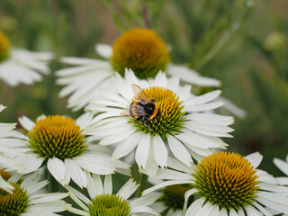 Sonnenhut mit Hummel