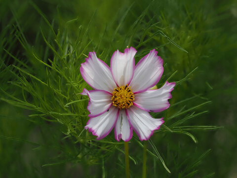 Kosmea in voller Bl&uuml;te