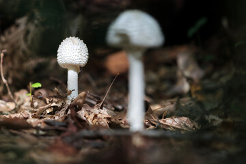mushroom in the forest