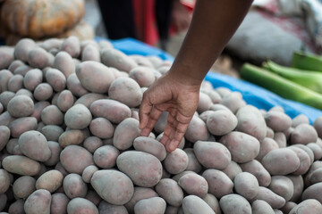 A man holds one of many potato in a market