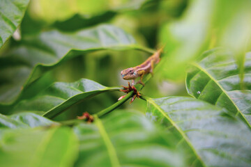 Silent Tango on Madagascar’s Rainforest Stage