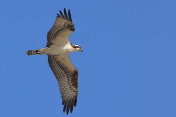Osprey inflight against deep blue sky. 