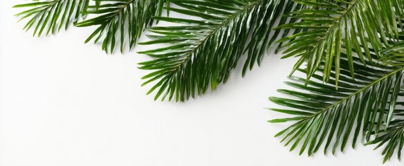 Fototapeta premium The Lush Green Palm Leaves Against a Bright White Background
