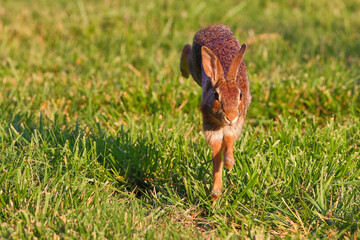 Bunny rabbits cottontails in grassy field. 