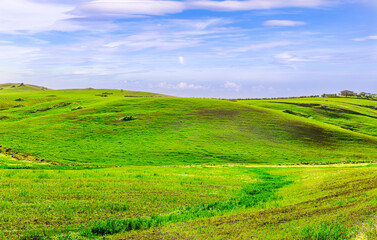 Obraz premium green spring hills with young grass and amazing growing fields and hills with beautiful bright cloudy sunset on background of rural landscape