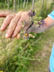 a red ladybug on a plant, insects on a twig, a small ladybug eating black aphids on a plant