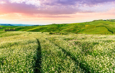 rustic road in spring meadow landscape with green grass, flowers, amazing hills and beautiful path...