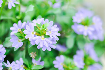 Fairy Fan Flower , Half flower or Scaevola or Scaevola sp or purple flower