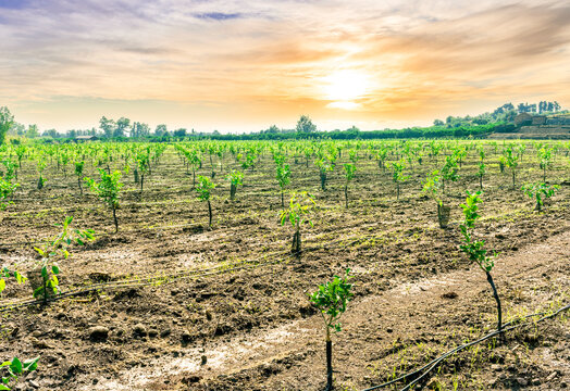 Impressive sunset or sunrise gerden landscape of green young fruit trees plantation under beautiful cloudy sky. Agruculture concept of spting gardening