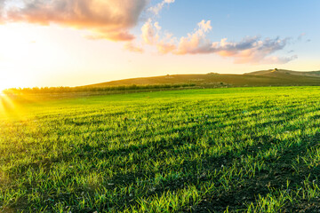 spring rustic landscape in a beautiful green farm field with rows of fresh green plants and farmland hills on backdrop