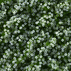 Obraz premium Dense Field of Delicate White Flowers: A Close-Up View of Floral Beauty
