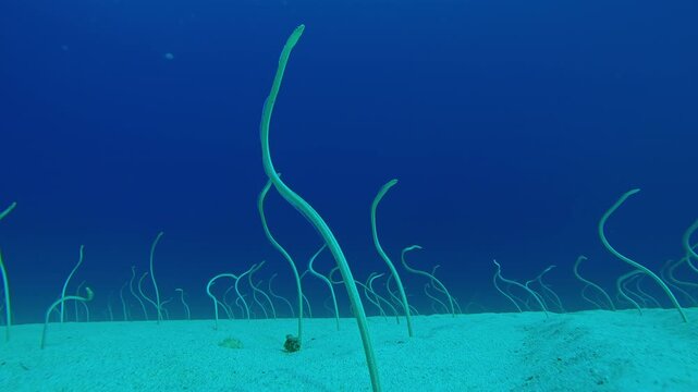 From sandy depths, long, Spotted Garden Eels stick out, wriggling to seize plankton. Indo-Pacific Garden Eels, Gorgasia sillneri wriggles in dance to consume plankton against blue water.