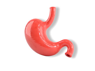 Human stomach isolated on white transparent background. 