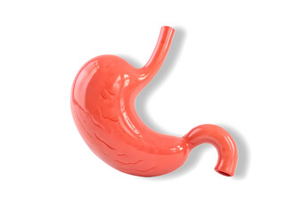 3D human stomach on white transparent background