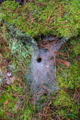 Dew-Covered Funnel Web Spider Web on Mossy Forest Floor - Intricate Nature Detail in Woodland