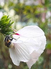bee on a flower
