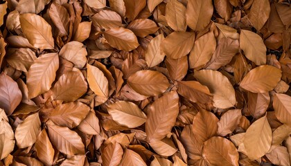 A blanket of dried brown leaves