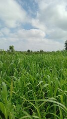 Lush Green Fields Under a Cloudy Sky - A Glimpse of Rural Farming